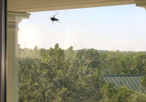 A Texas-Sized Wasp