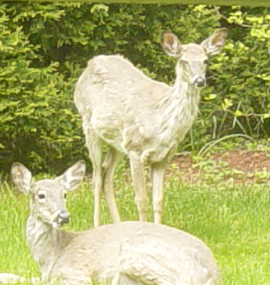 2 of the 3 deer who wandered into our yard at rush hour...