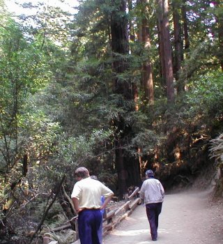 Muir Woods - Jim Gives a Sense of Scale